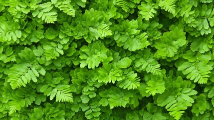 Lush green plant with leaves that are green and leafy. The plant is full and healthy