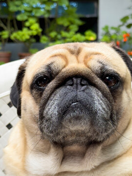 Pug seated on a chair.