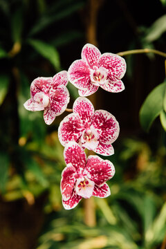 Pink orchid