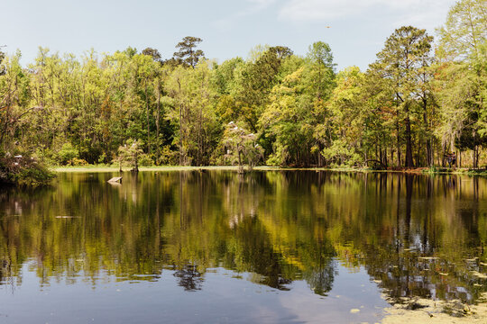 Everglades