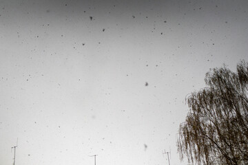 branches silhouette during a snow storm