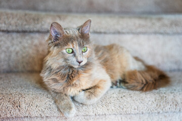 Fluffy tortoiseshell kitten sitting on carpeted stairs