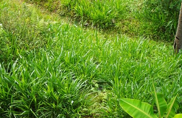 tall, fat green grass, elephant grass