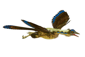 Archaeopteryx Reptile - Feathered Archaeopteryx was a carnivorous Pterosaur reptile that lived in Germany during the Jurassic Period.