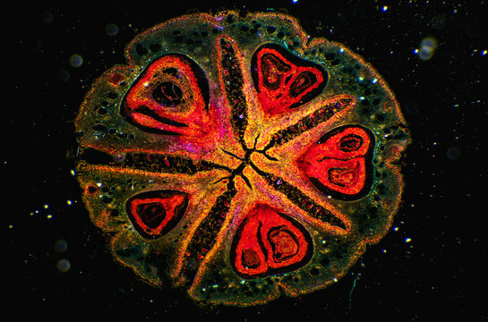 Evodia rutaecarpa fruit micgograph