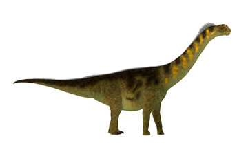 Camarasaurus Dinosaur - Camarasaurus was a sauropod herbivore dinosaur that lived in the Jurassic Era of North America. © Catmando
