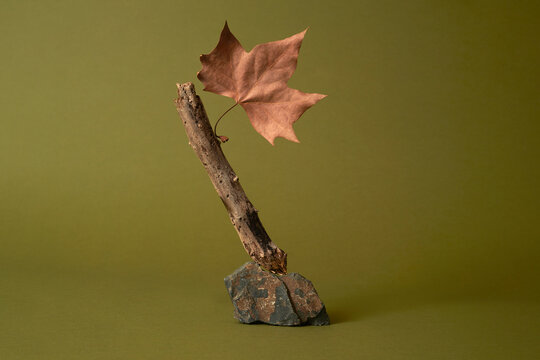 dry autumn leaf on a weathered stick