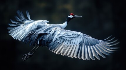 A majestic crane in flight, showcasing its elegant wings.