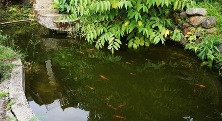 goldfish in the fish pond, the water is cloudy and green