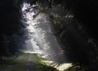 The light reaches the forest floor on a foggy day