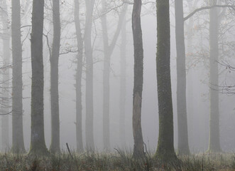 Trees and light in a foggy forest
