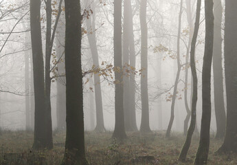 Trees and light in a foggy forest