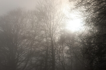 The sun breaks through the fog in a forest