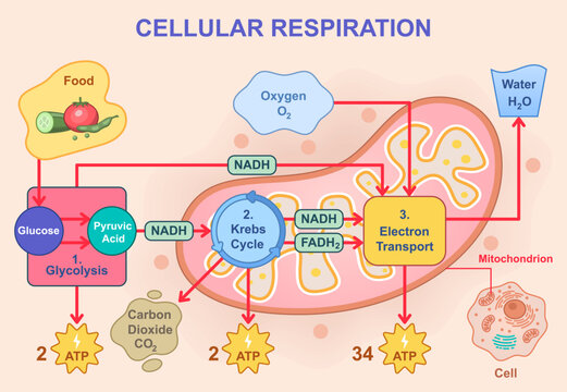 Vector illustration of cellular respiration showing glycolysis, Krebs cycle, and electron transport chain. Glucose breakdown, ATP production, oxygen intake, and water and carbon dioxide release