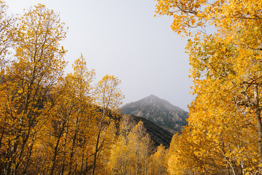 Yellow fall leaves in front of mountains