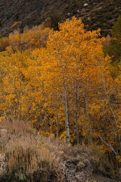 Fall aspen leaves
