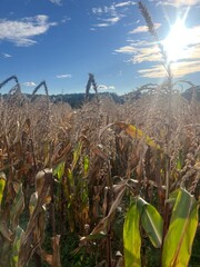 Sunlit Cornfield with Tall Stalks and Clear Blue Sky