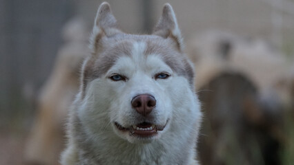Siberian Husky portrait pictures in close up photography