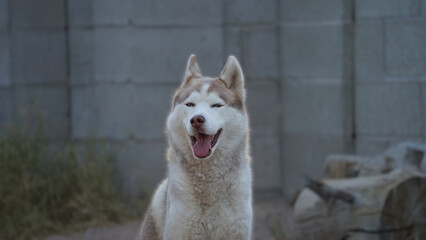 Siberian Husky portrait pictures in close up photography
