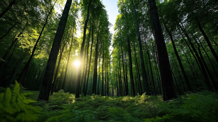 Tall trees in a lush green forest with sunlight streaming through the canopy and ferns covering the forest floor.
