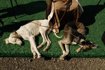 Purebred breed of dog Tazy from Central Asia