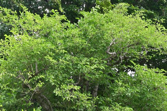 Japanese spindle tree berries. Celastraceae Dioecious deciduous shrub. Berries appear in early summer and ripen to red fruit in autumn. The berries are poisonous but the young shoots are edible.