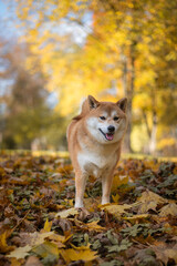 A Red Shiba Inu dog is standing on the ground covered with fallen autumn leaves in a park on sunny october day