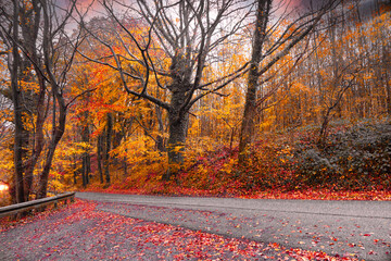 Beautiful autumn road