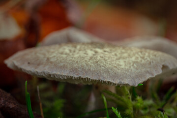 Macro photography of forest mushrooms