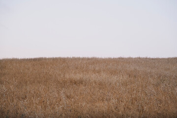 Obraz premium View of a wheat field at dusk