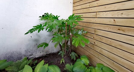 Fatsia against vertical wooden fence and wall