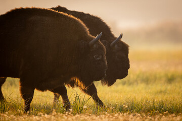 European bison - Bison bonasus in the Knyszyn Forest  © szczepank