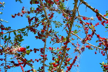 Ilex (holly) tree and fruit in autumn