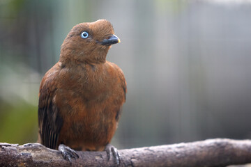 This striking female Cock of the Rock may not sport the flashy orange crest of her male counterpart, but her rich brown plumage and elegance are just as captivating. San Ramon Peru