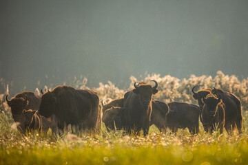 European bison - Bison bonasus in the Knyszyn Forest

