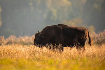 European bison - Bison bonasus in the Knyszyn Forest
