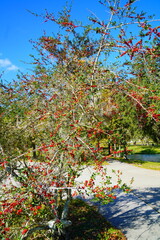 Ilex (holly) tree and fruit in autumn