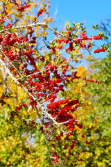 Ilex (holly) tree and fruit in autumn