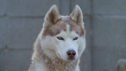 Portrait pictures of serious Siberian Husky in Las Vegas 