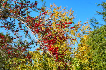 Ilex (holly) tree and fruit in autumn