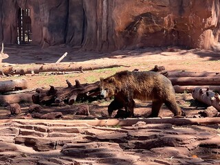 bear in the zoo