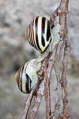 chiocciole in accoppiamento (Cepaea hortensis)