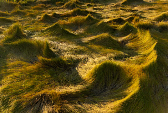 Autumn Marsh Grass in sunset light background