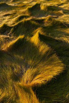 Autumn Marsh Grass abstract in golden sunset light background