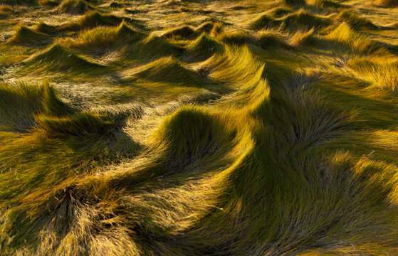 Autumn Marsh Grass swirl  in golden sunset light background