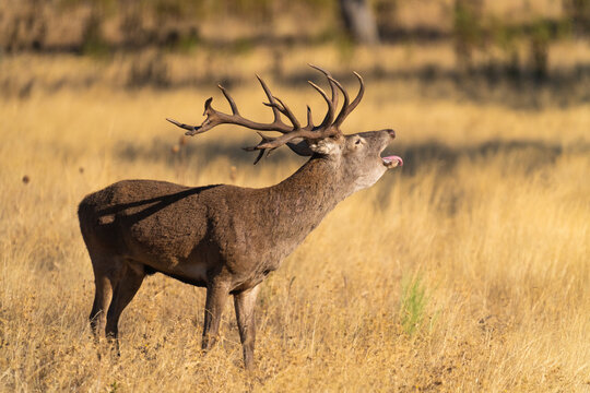 Afternoon Roaring Lone Red Deer Stag Bellows  