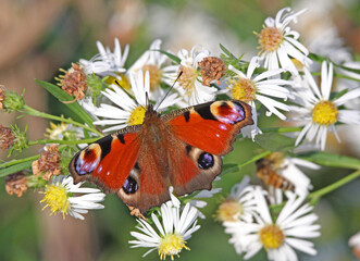 vanessa pavone (Inachis io) e margheritine