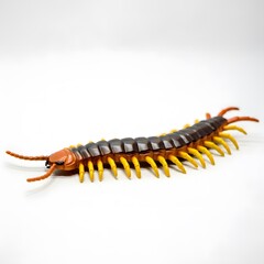 Obraz premium caterpillar in a white background