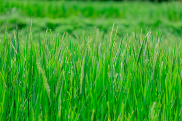 Panoramic nature background from the viewpoint with mountains, big trees, green rice fields, the joy of adventure travel and energy conservation from the ecosystem.