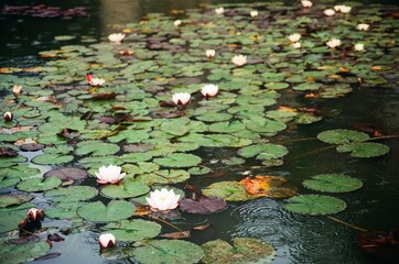 Beautiful waterlilies on a pond in the rain in an English garden